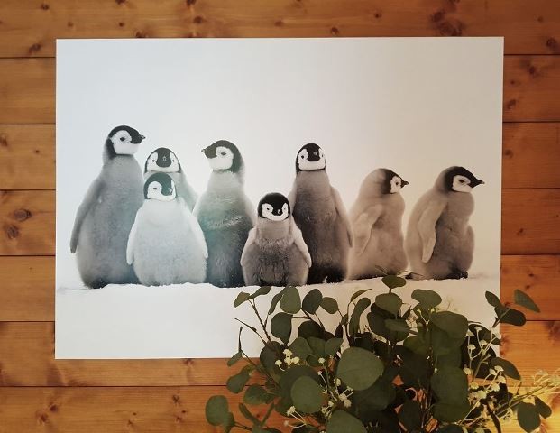 pingouins-4-72628 pingouins-4-72628