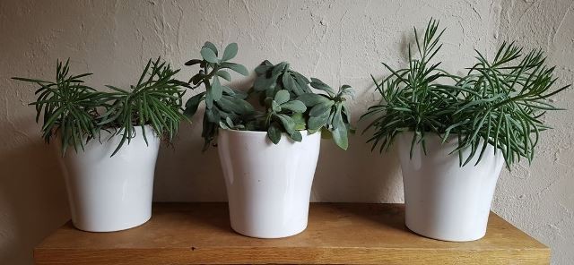 plantes-13-72629 plantes-13-72629