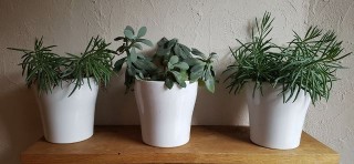 plantes-13-72629 plantes-13-72629